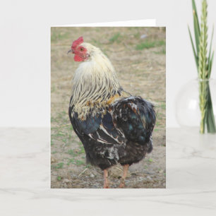 Araucana Rooster Kaart