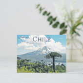 Araucaria Araucana Trees in Chile Briefkaart (Staand voorkant)
