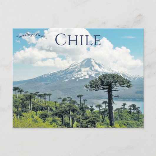 Araucaria Araucana Trees in Chile Briefkaart (Voorkant)