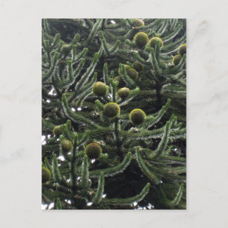 Araucaria araucana vrouw kegels - foto Aragon Briefkaart