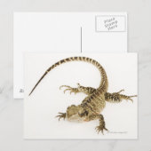 Arboreale agamidesoorten in het oostelijke deel va briefkaart (Voorkant / Achterkant)