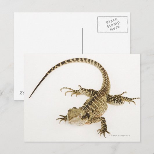 Arboreale agamidesoorten in het oostelijke deel va briefkaart (Voorkant / Achterkant)