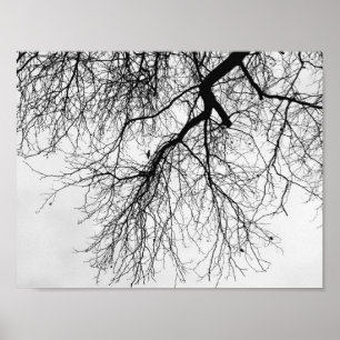 Arbre Noir et blanc Poster
