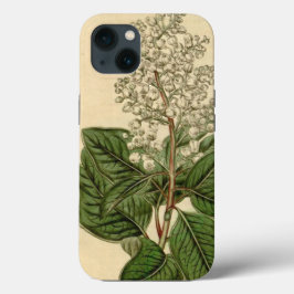 Arbutus Menziesii iPhone Case