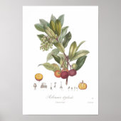 Arbutus unedo-Stawberry-boom Poster (Voorkant)