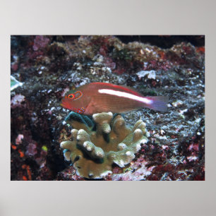 Arc Eye Hawkfish Poster