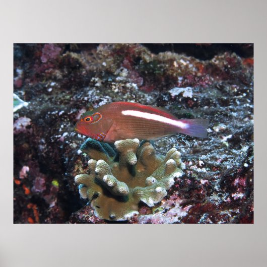 Arc Eye Hawkfish Poster (Voorkant)