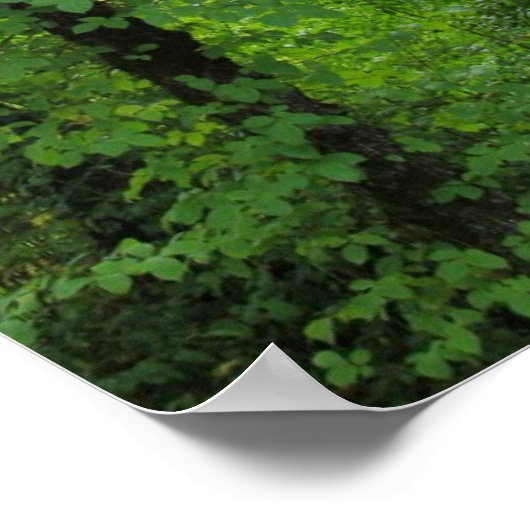 "Arch", Alder Tree Forest Poster (Hoek)