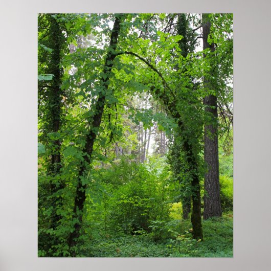 "Arch", Alder Tree Forest Poster (Voorkant)