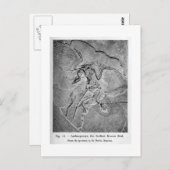 Archaeopteryx briefkaart (Voorkant / Achterkant)