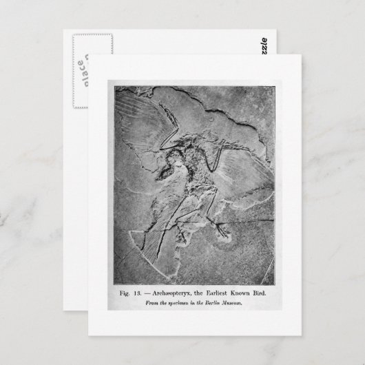 Archaeopteryx briefkaart (Voorkant / Achterkant)