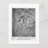 Archaeopteryx briefkaart (Voorkant)