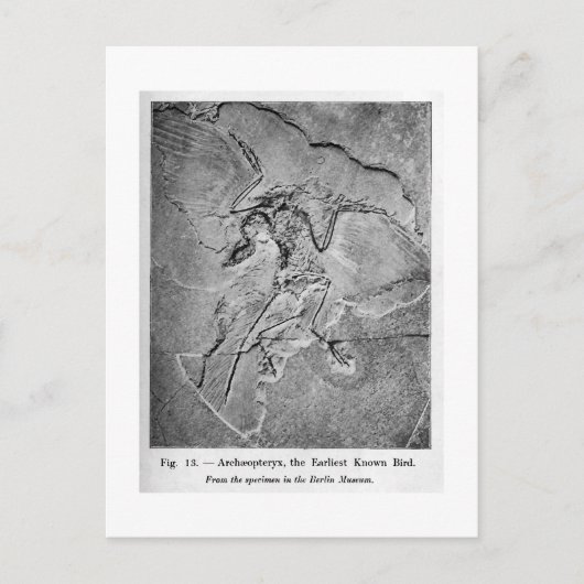 Archaeopteryx briefkaart (Voorkant)