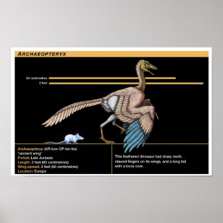 Archaeopteryx - Jurassic Dinosaur Biology Poster