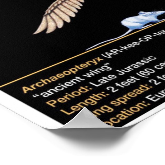 Archaeopteryx - Jurassic Dinosaur Biology Poster (Hoek)