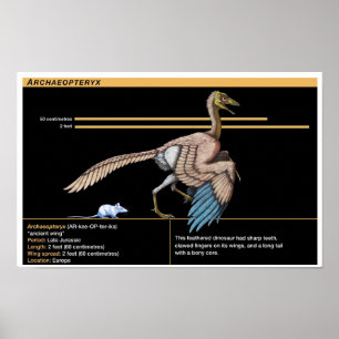 Archaeopteryx - Jurassische Dinosaurbiologie Poster