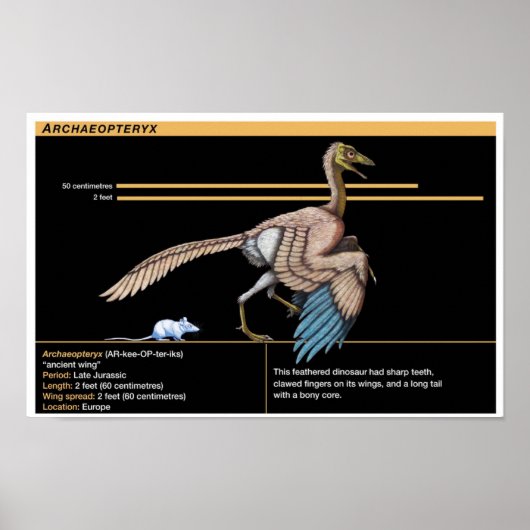 Archaeopteryx - Jurassische Dinosaurbiologie Poster (Voorkant)