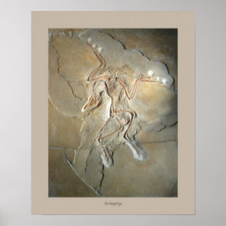 Archaeopteryx Poster
