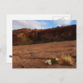 Arches Slickrock en Evening Primrose Landschap Briefkaart (Voorkant / Achterkant)