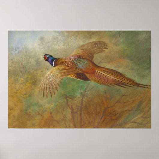 Archibald Thorburn Flying Pheasant CC0087 Poster (Voorkant)