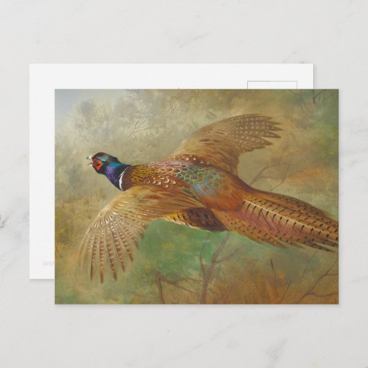 Archibald Thorburn Flying Pheasant CC0583 Briefkaart (Voorkant / Achterkant)