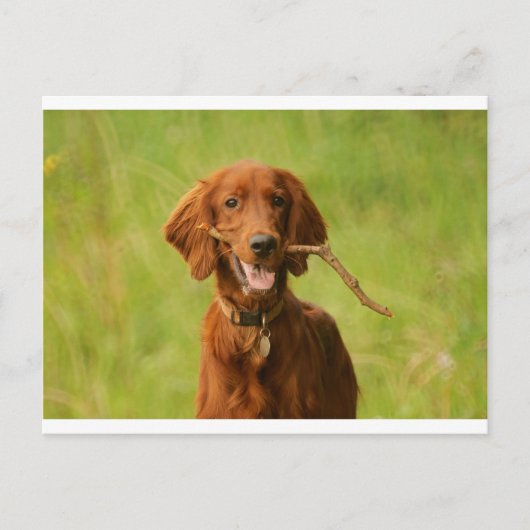 Archie Briefkaart (Voorkant)