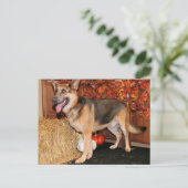 Archie - German Shepherd - Nissan Briefkaart (Staand voorkant)