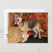 Archie - German Shepherd - Nissan Briefkaart (Voorkant / Achterkant)