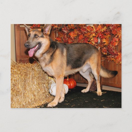 Archie - German Shepherd - Nissan Briefkaart (Voorkant)