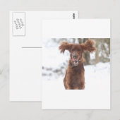 Archie II Briefkaart (Voorkant / Achterkant)