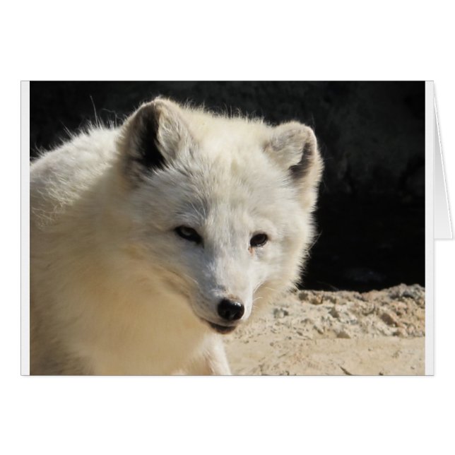 Arct (Voorkant Horizontaal)