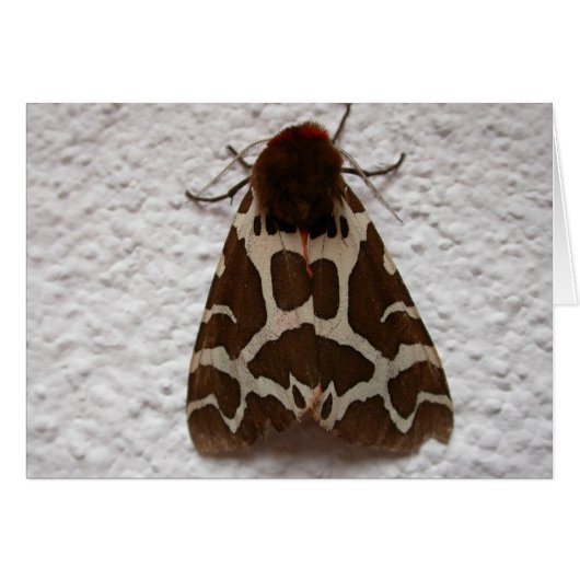 Arctia caja (Voorkant Horizontaal)