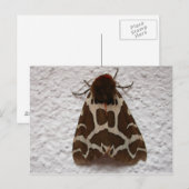 Arctia caja briefkaart (Voorkant / Achterkant)