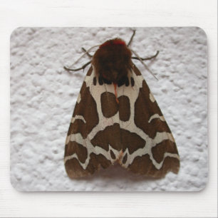 Arctia caja muismat
