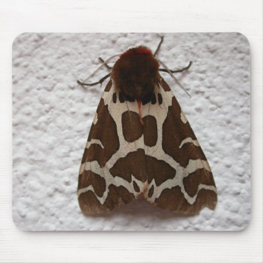 Arctia caja muismat (Voorkant)