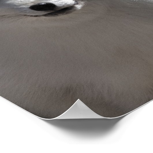 Arctic Buddy Poster (Hoek)