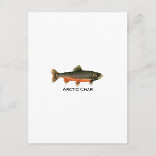 Arctic Char Illustration - Breeding Male Briefkaart