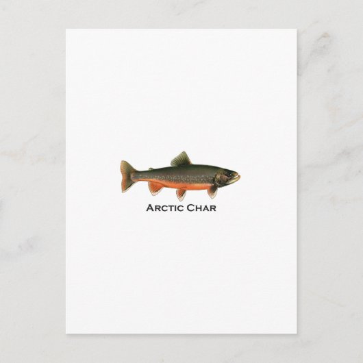  Arctic Char Illustration - Breeding Male Briefkaart (Voorkant)