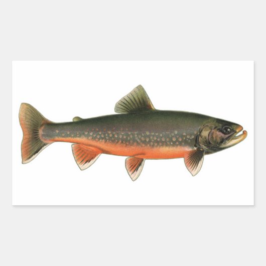  Arctic Char Illustration - Breeding Male Rechthoekige Sticker (Voorkant)