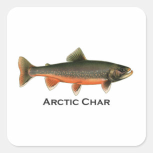  Arctic Char Illustration - Breeding Male Vierkante Sticker