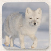 Arctic Fox, Alaska Bier Onderzetter (Voorkant)