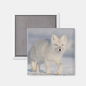 Arctic Fox, Alaska Magneet (Voorkant / Achterkant)