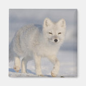 Arctic Fox, Alaska Magneet (Voorkant)