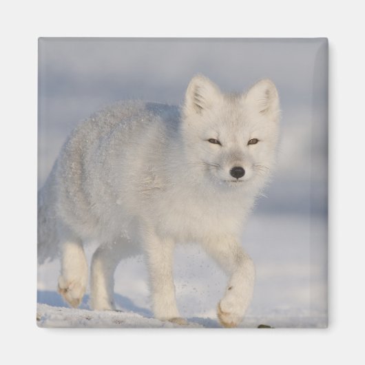 Arctic Fox, Alaska Magneet (Voorkant)