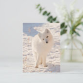 Arctic Fox Briefkaart (Staand voorkant)
