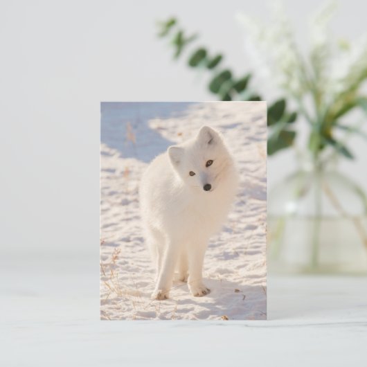 Arctic Fox Briefkaart (Staand voorkant)