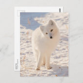 Arctic Fox Briefkaart (Voorkant / Achterkant)