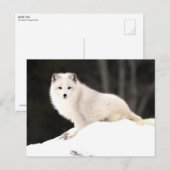 Arctic Fox Briefkaart (Voorkant / Achterkant)
