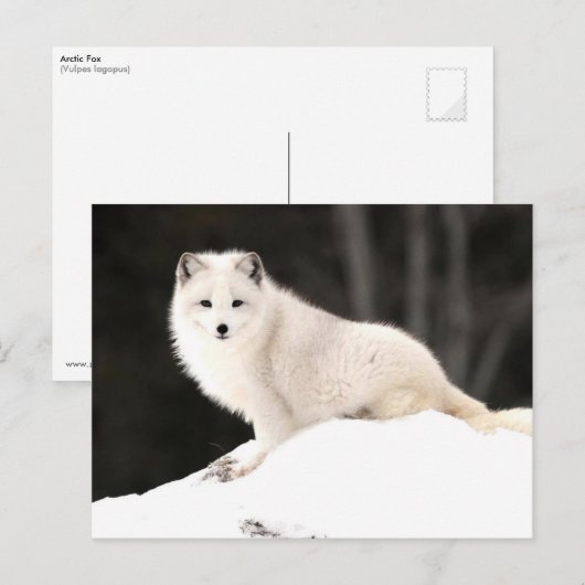 Arctic Fox Briefkaart (Voorkant / Achterkant)