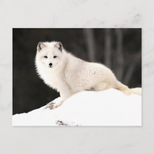 Arctic Fox Briefkaart